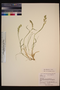 Poa wheeleri image